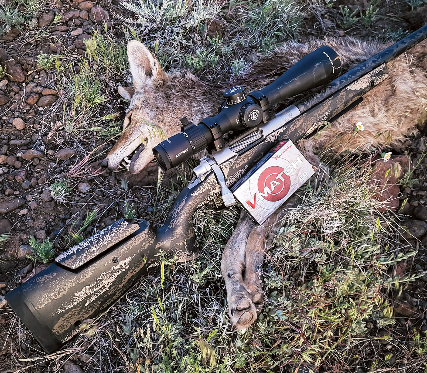 The 22 ARC offers excellent performance for those who are interested in predator and varmint hunting. This coyote was taken using Hornady V-Match ammunition, which utilizes the new 62-grain ELD-VT bullet.